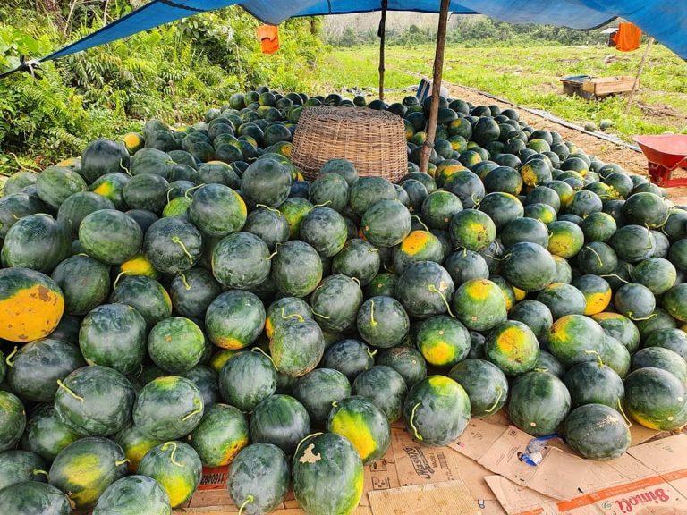 Pemkab Kotawaringin Barat Terus Dukung Potensi Produk Pertanian Masyarakat Lokal