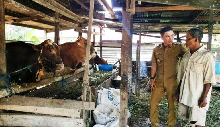Sapi Kurban Sampit