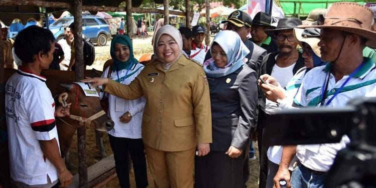 Bupati Kobar Hj Nurhidayah saat menghadiri kontes ternak dan panen pedet di Pangkalan Banteng