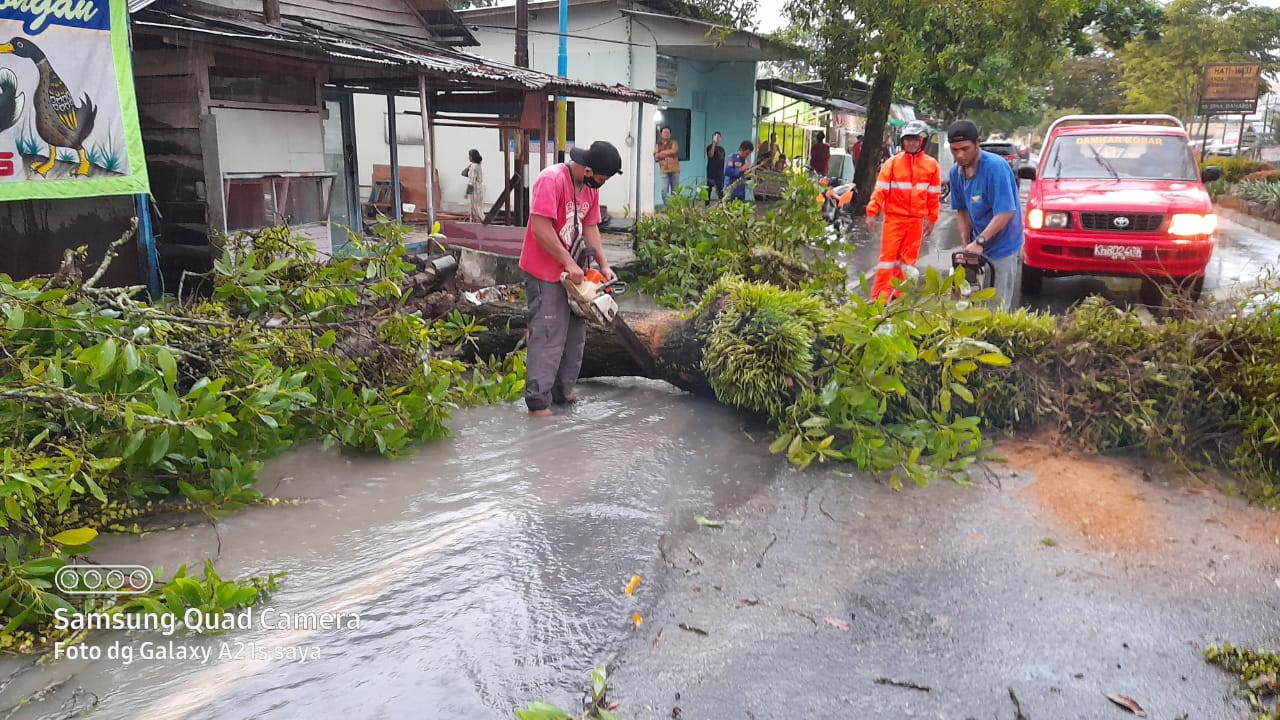 Akibat Hujan dan Angin Kencang, Sebuah Pohon Tumbang Halangi Jalan Diponegoro