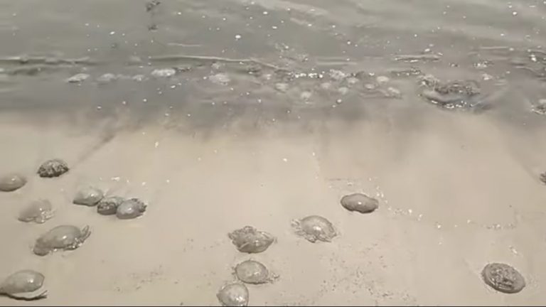 aee9f718-3c93-4e88-8f7f-549e2a2fd1b3