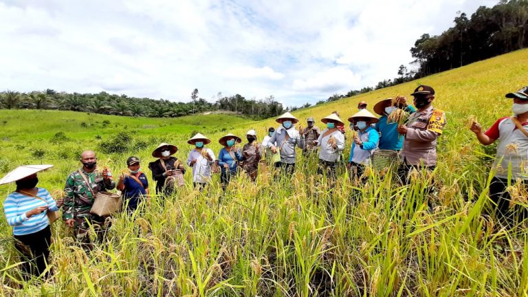 Bahanyi Lopus Delang