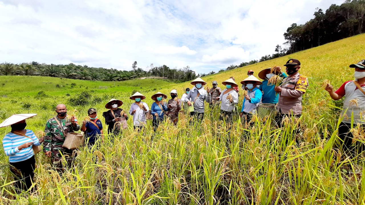 Bahanyi Lopus Delang