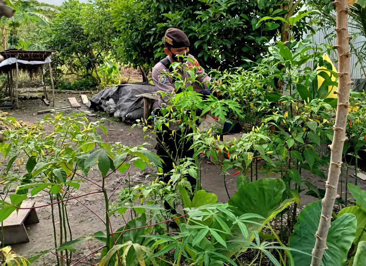 Dukung Program Ketahanan Pangan, Bripka Munawir Cek Tanaman Cabai Warga