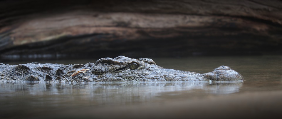 crocodile-3934988_960_720