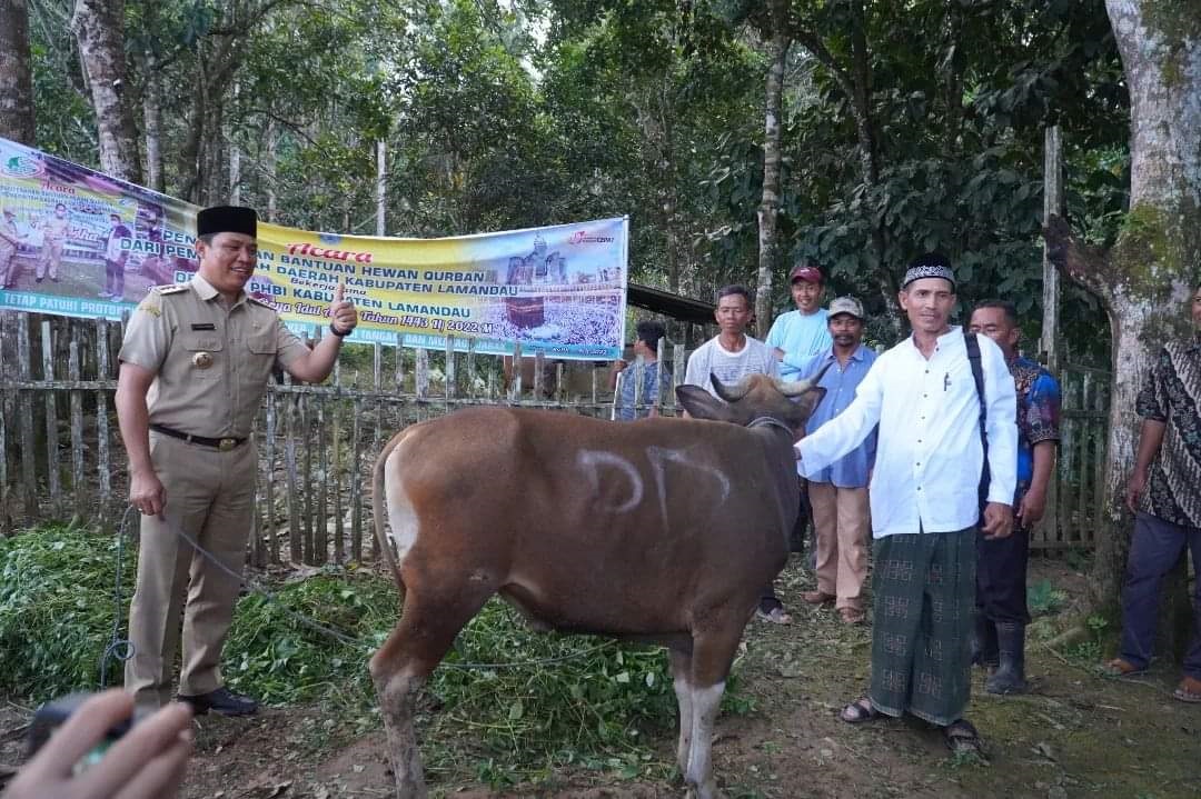 bupati hendra lesmana serahkan sapi kurban