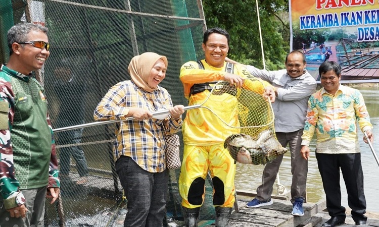 bupati hendra lesmana ikut panen perdana bersama kelompok tani di desa tamiyang