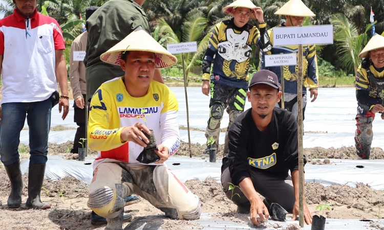 bupati hendra lesmana turut serta menanam benih cabe bersama warga