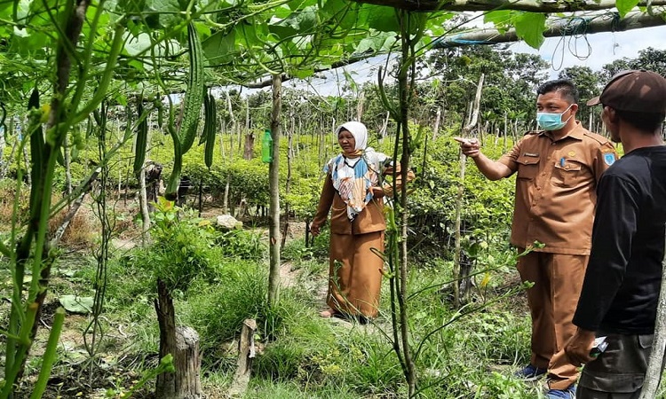 KEBUN SAYUR