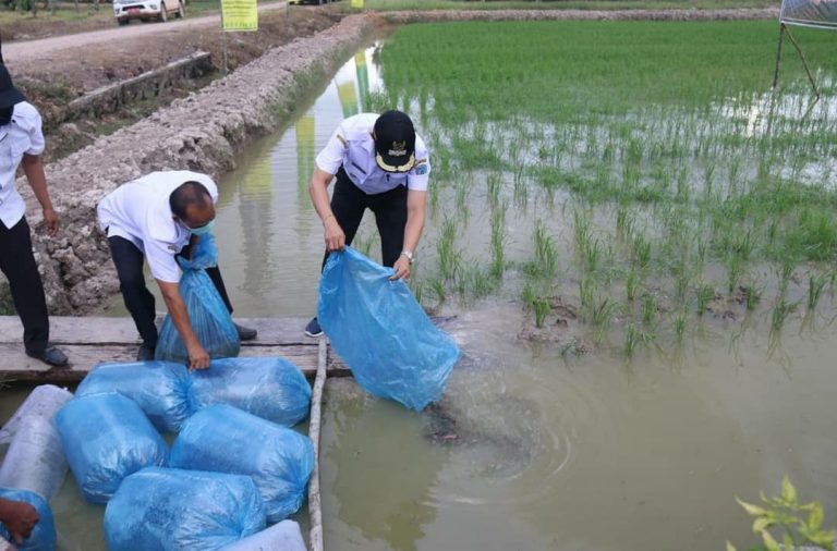 Wabup Lamandau Resmi Launching Program Mina Padi